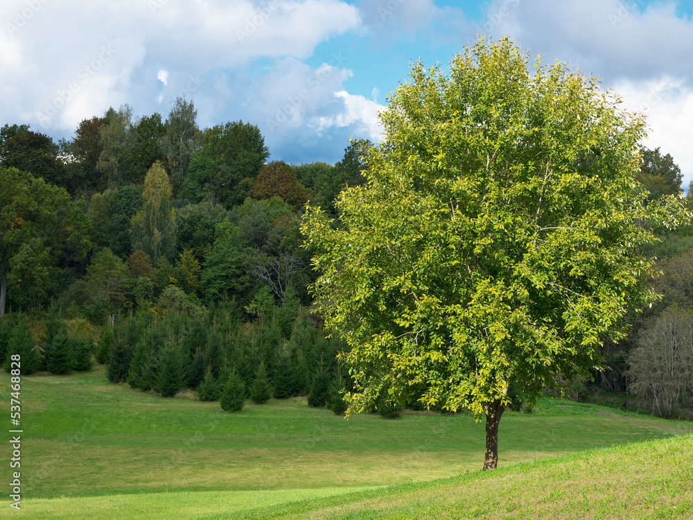single tree on a grassy hill and blue sky with clouds, forest in the background.