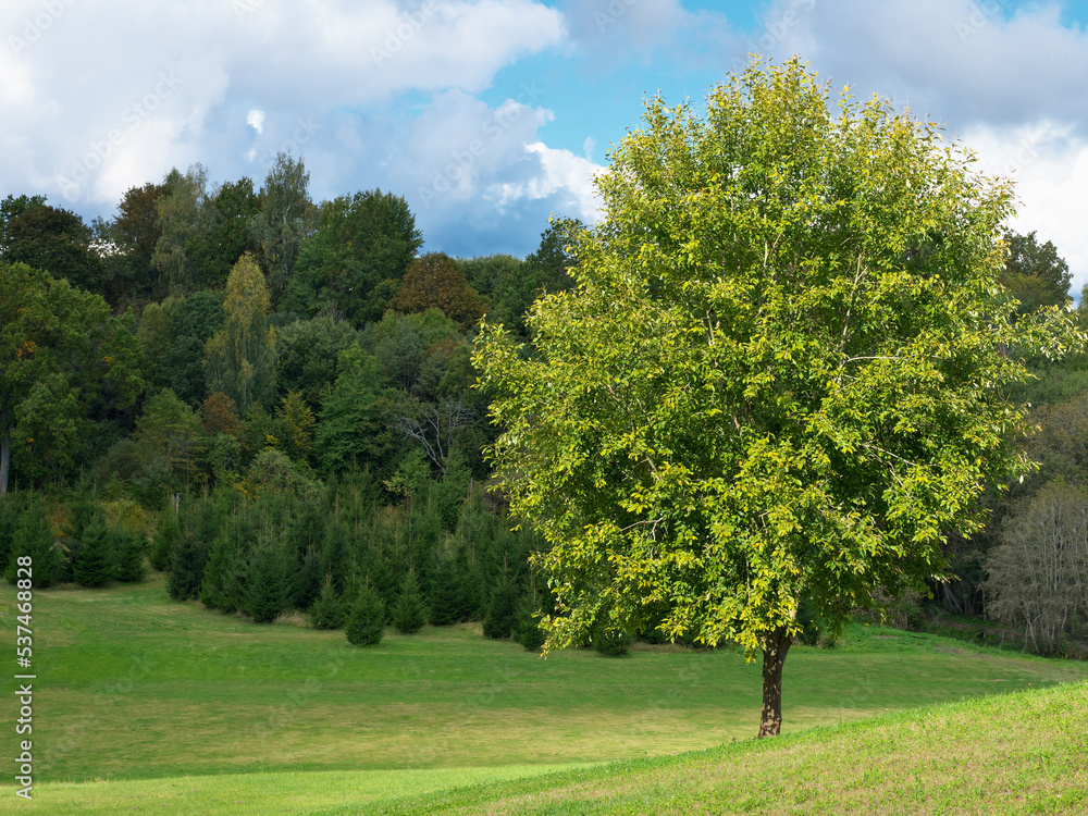 single tree on a grassy hill and blue sky with clouds, forest in the background. single tree on a grassy hill and blue sky with clouds, forest in the background.