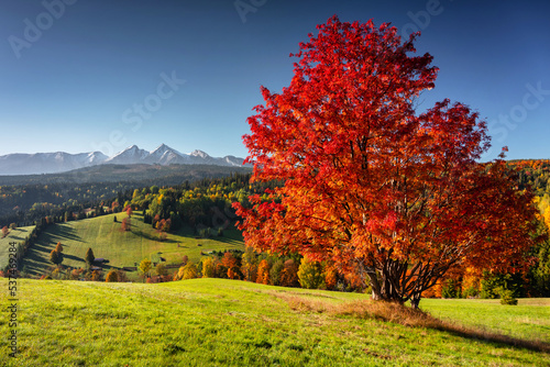 Fototapeta Naklejka Na Ścianę i Meble -  Beautiful autumn with a red tree under the Tatra Mountains at sunrise. Slovakia
