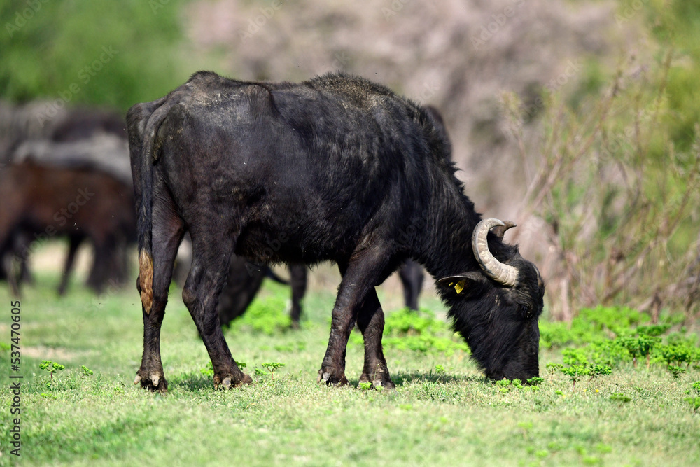Wasserbüffel (Bubalus arnee) am Kerkini-See, Griechenland // Water buffalos at Lake Kerkini, Greece Wasserbüffel (Bubalus arnee) am Kerkini-See, Griechenland // Water buffalos at Lake Kerkini, Greece