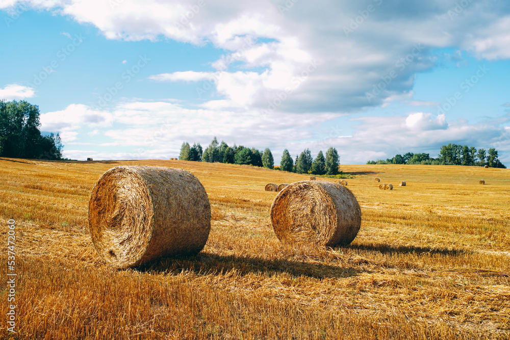 hay in round stacks, field cleaning, agriculture, golden hay