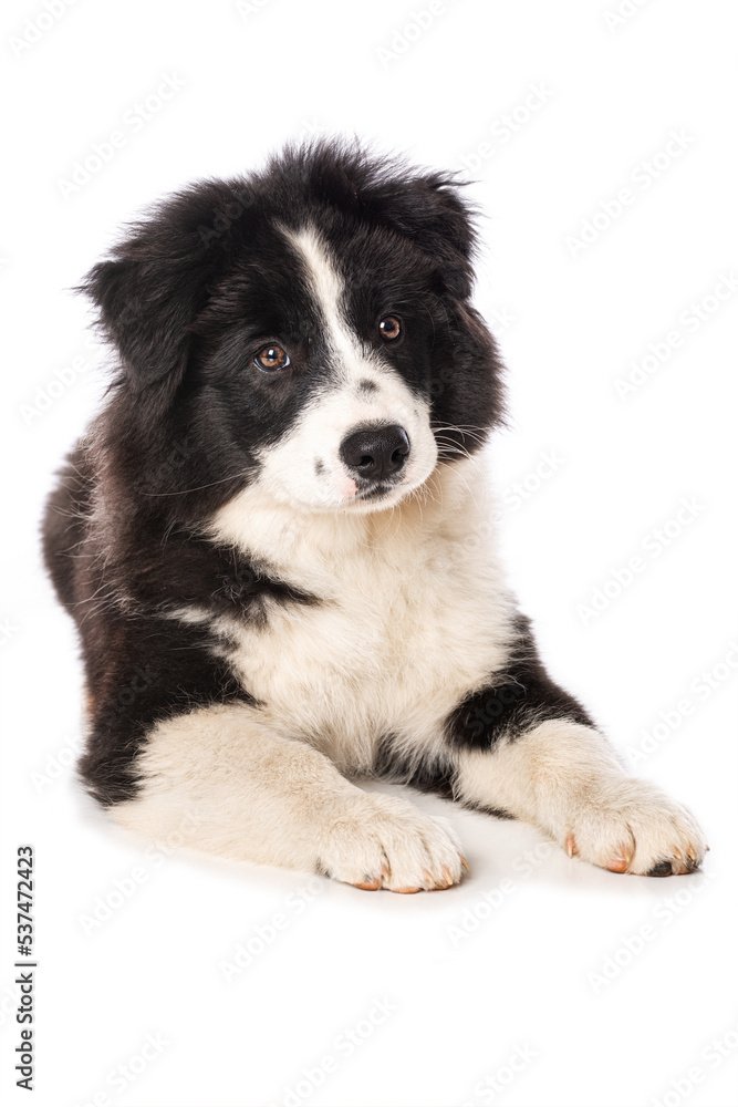 Elo puppy isolated on white background