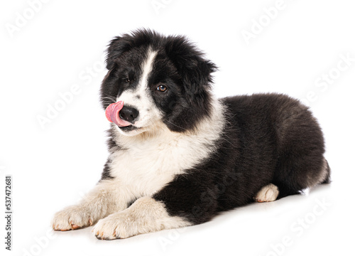 Elo puppy isolated on white background © DoraZett