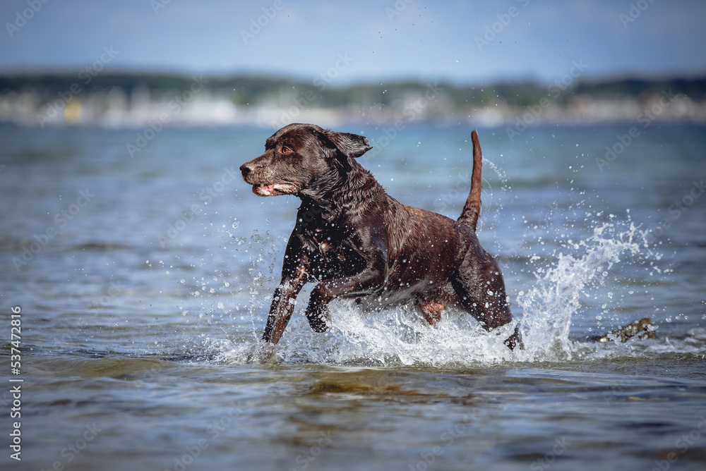 Brauner Labrador Retriever läuft durch das Wasser