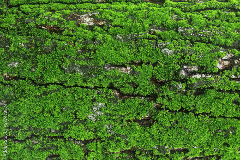 old wet cracked wood is covered by green moss old wet cracked wood is covered by green moss