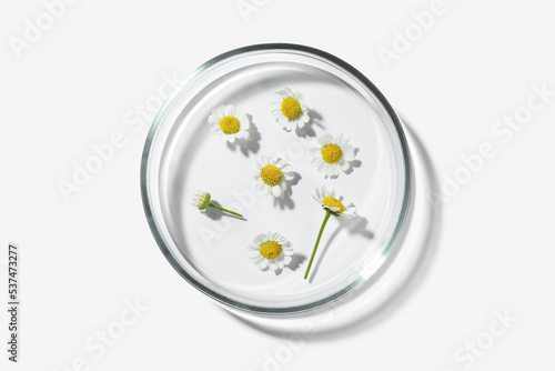 Petri dish with chamomile flowers on white background, top view