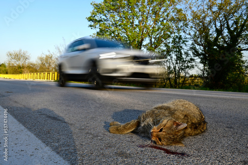 Wildcat (Felis silvestris) run over on a country road // Überfahrene Wildkatze (Felis silvestris) auf einer Landstraße