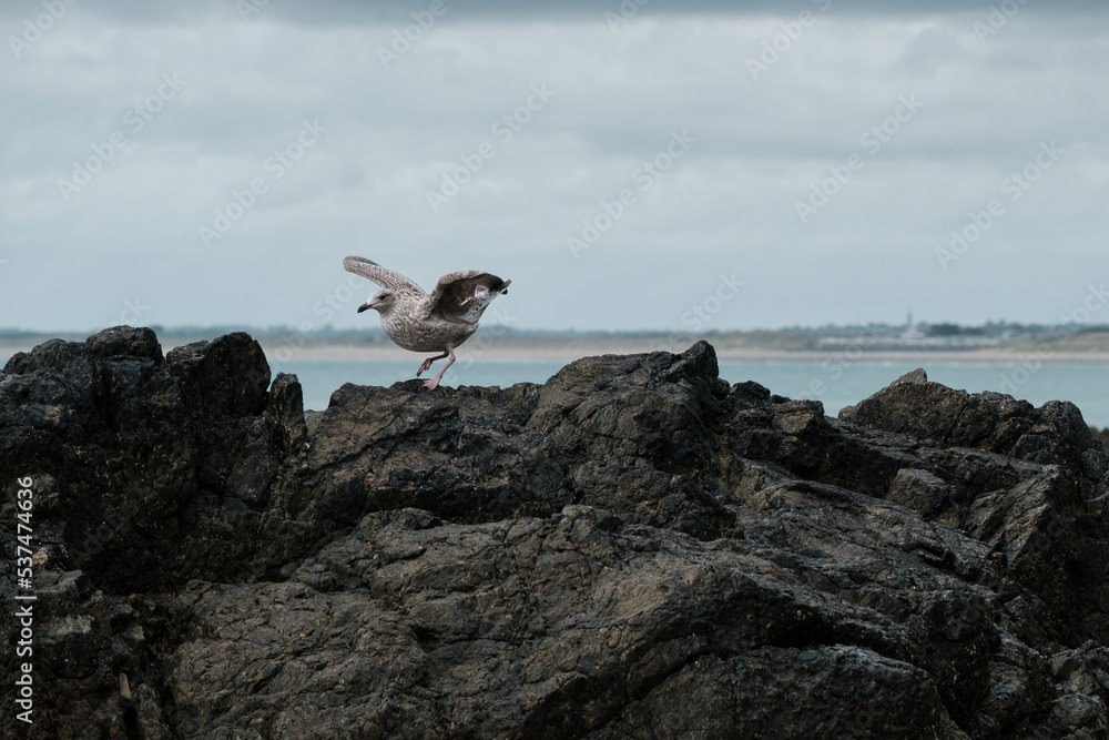 Seagull perched on a rock on the seashore Seagull perched on a rock on the seashore