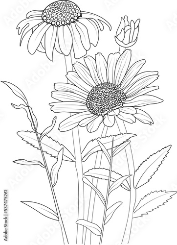 illustration of a daisy flower hand drawn vector sketch leaf bud natural collection isolated image clip art coloring page for kids and adult.  