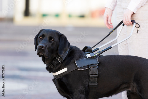 Woman with assistance dog photo