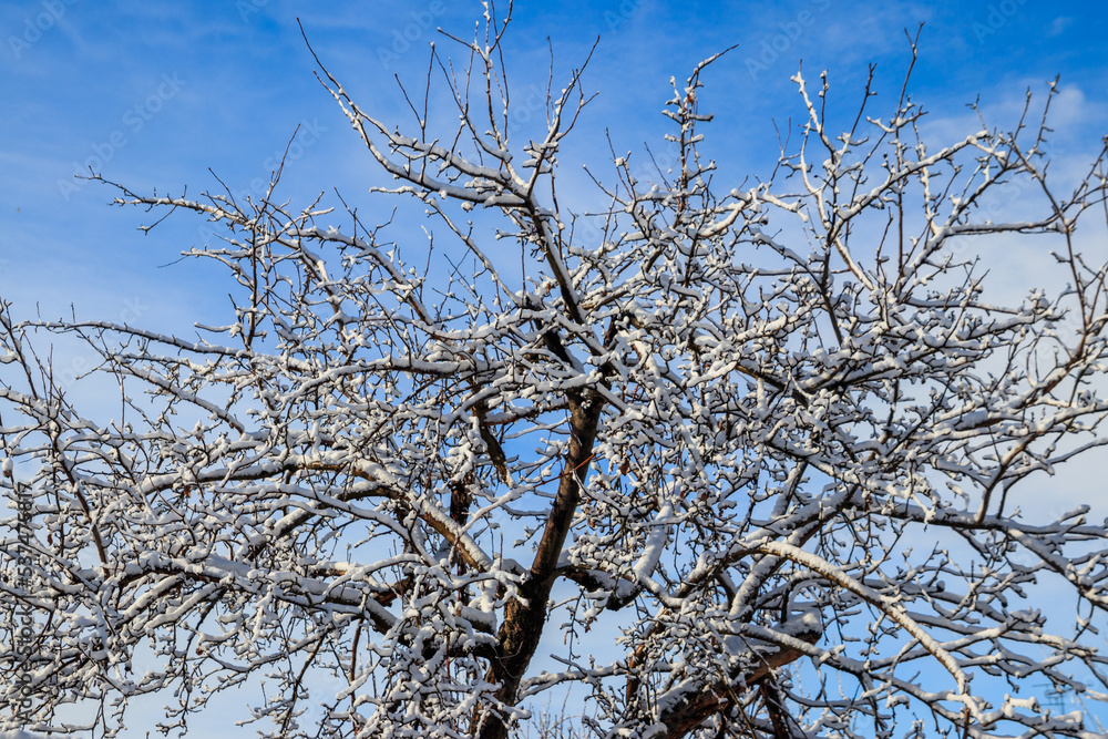 Deciduous tree covered with thick white snow Deciduous tree covered with thick white snow