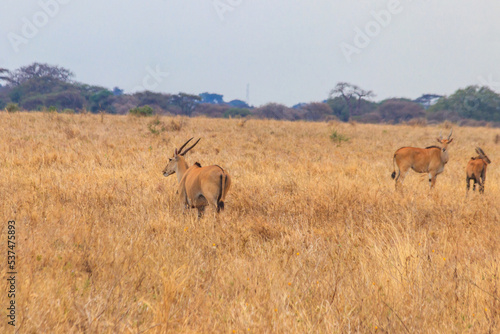 Common eland (Taurotragus oryx), also known as the southern eland or eland antelope, in Tarangire National Park, Tanzania photo