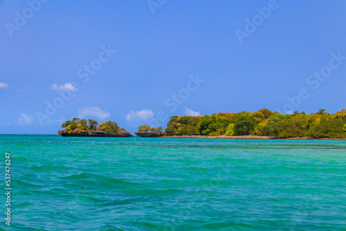 Mangroves in the lagoon of Kwale island. This is a small islet in the south of Zanzibar, Tanzania