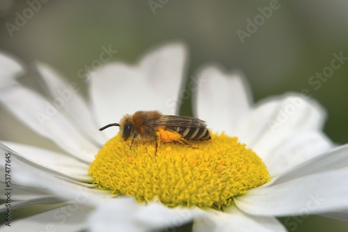 Bee in a white Daisy