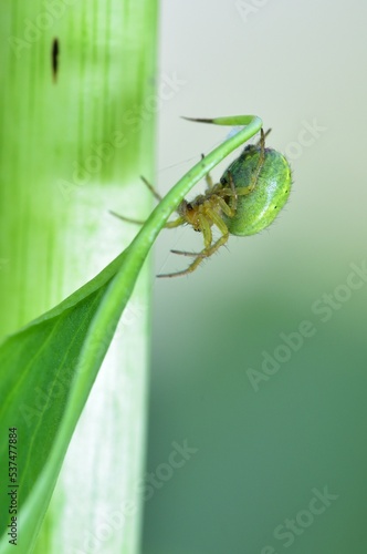 Misumena vatia waiting for  prey photo