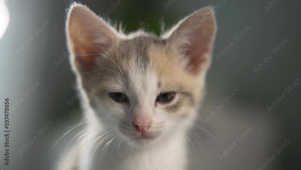 Kittens lying on his bed, playing, yawning. Very adorable and cared for home pets. Kittens lying on his bed, playing, yawning. Very adorable and cared for home pets.