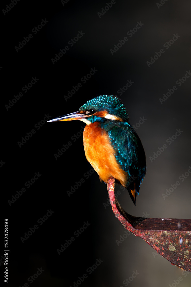 Obraz premium Kingfisher Dark background Looking