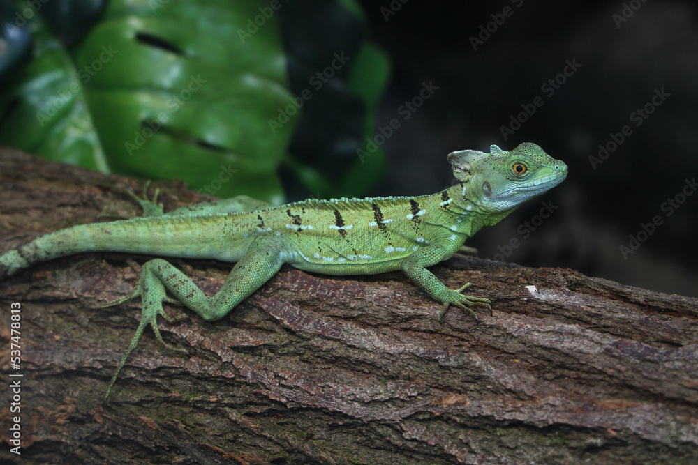 Stirnlappenbasilisk (Basiliscus plumifrons) oder Federbuschbasilisk, Schuppenkriechtier