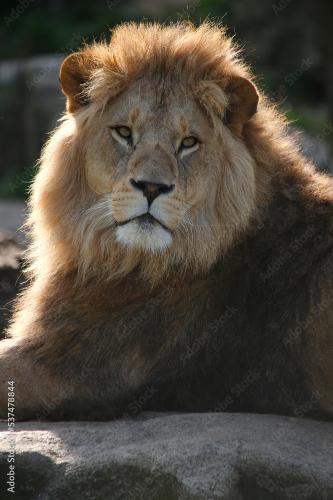 Löwe (Panthera leo) Männchen, Portrait, Raubtier