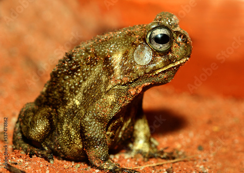 Pantherkr  te  Sclerophrys regularis   oder Afrikanische Kr  te  Afrika