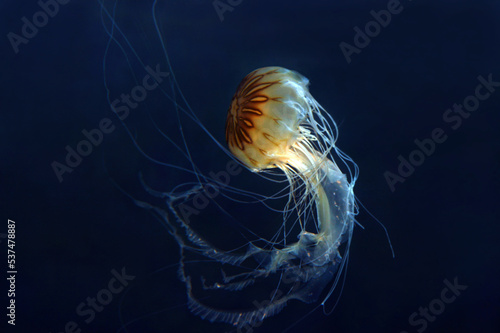Quallen, Meduse oder Medusa Nesseltiere im Meer photo