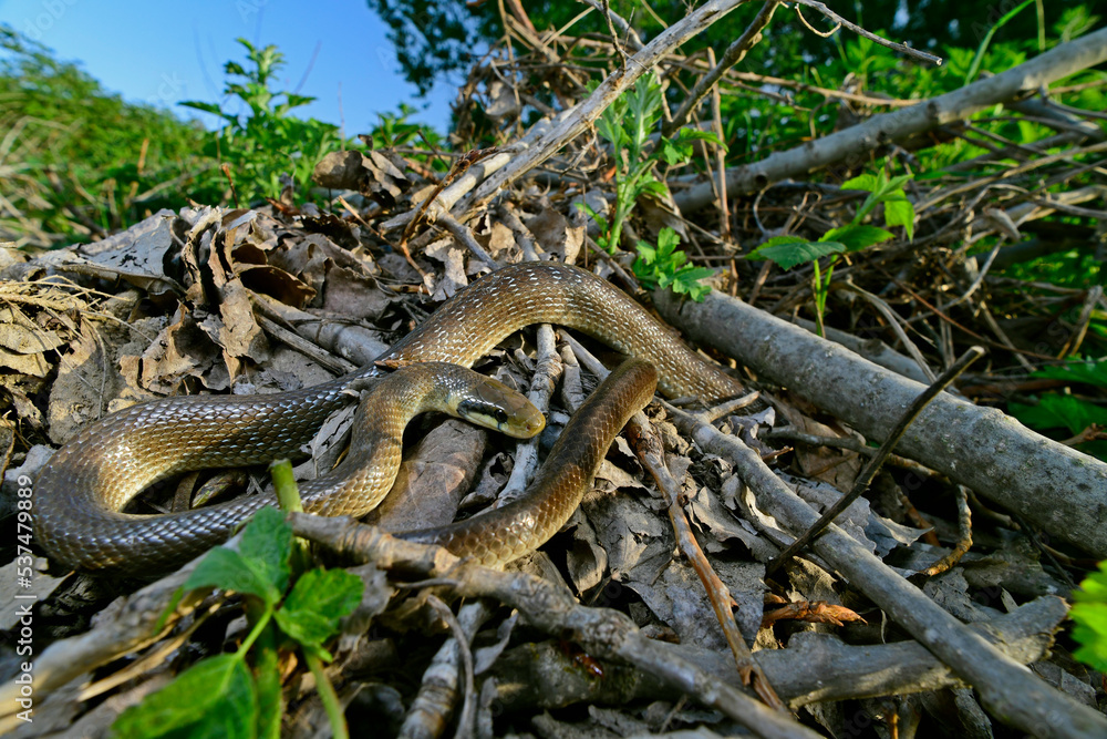 Aesculapian snake // Äskulapnatter (Zamenis longissimus) Aesculapian snake // Äskulapnatter (Zamenis longissimus)