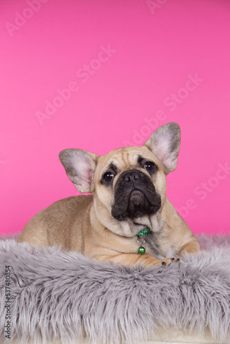 Fototapeta Naklejka Na Ścianę i Meble -  dog breed french bulldog