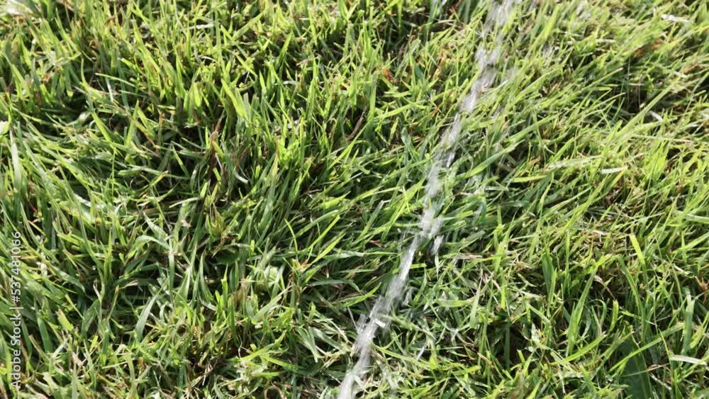 Watering the lawn from an irrigation system Watering the lawn from an irrigation system