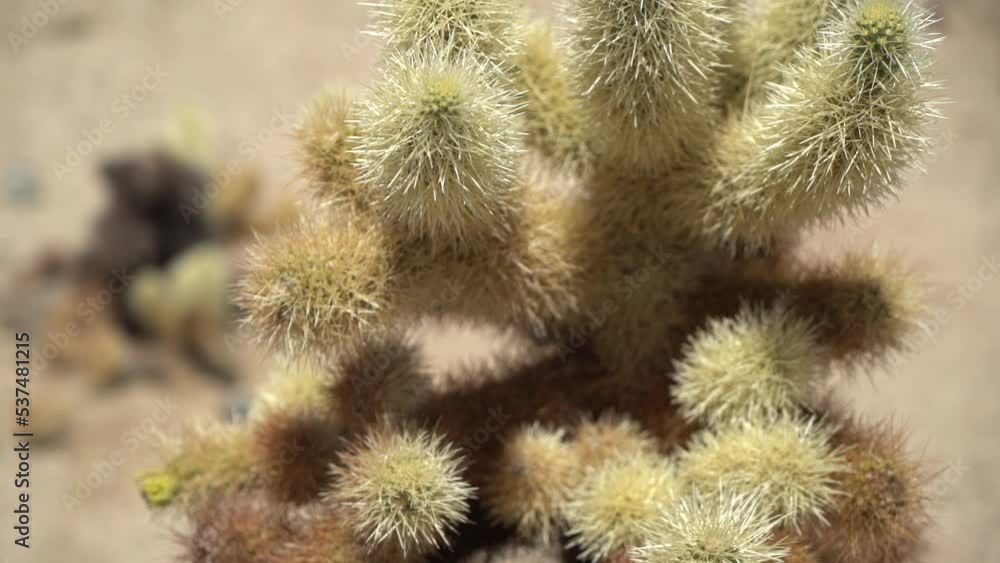 Yucca Brevifolia aka Joshua Tree, Close Up. Desert Plant in Protected Nature Reserve Yucca Brevifolia aka Joshua Tree, Close Up. Desert Plant in Protected Nature Reserve