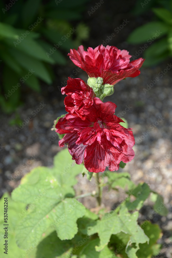 アルセア　タチアオイ