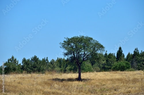 Árbol solitario cerca del Castillo de Almourol, Portugal