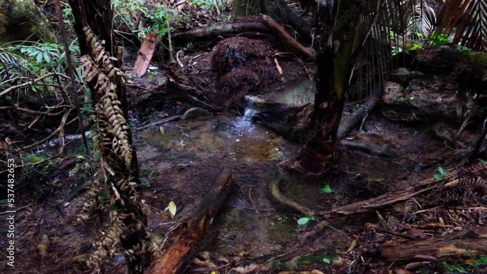 Beautiful dark, swampy small stream creek with running water cascades amongst the shadows of trees in forest wilderness of New Zealand Aotearoa Beautiful dark, swampy small stream creek with running water cascades amongst the shadows of trees in forest wilderness of New Zealand Aotearoa