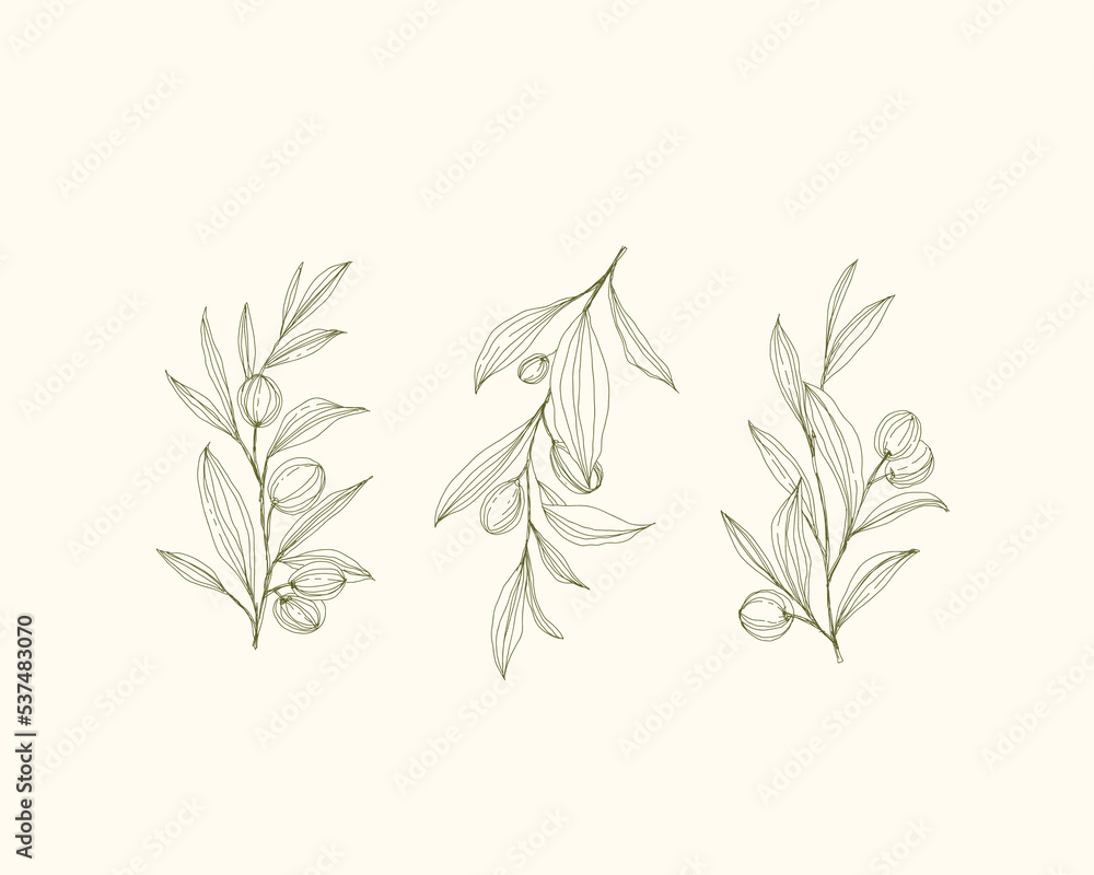 Olive Logo, Olive Branch, Olive Vector, Botanical Logo Olive Logo, Olive Branch, Olive Vector, Botanical Logo