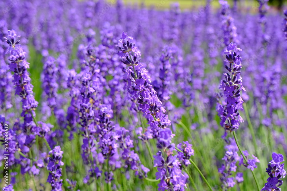 Obraz premium Lavender Estate