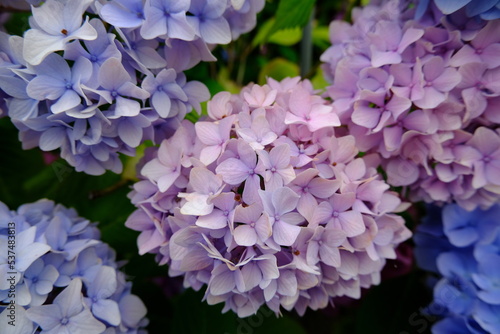 The Secret of Hydrangea