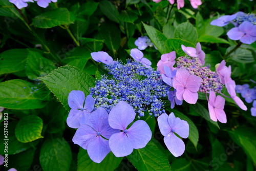summer garden