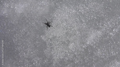 The Wolf spider (Lycosidae) is active at the end of winter despite the snow cover photo