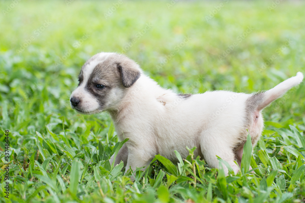 thai puppy standing on the grass thai puppy standing on the grass