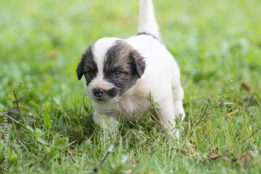 thai puppy sitting on the grass thai puppy sitting on the grass