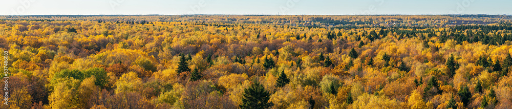 Fototapeta premium Colourful autumn forest panorama. Vibrant gold colours foliage on trees in woodland. High angle aerial view on horizon in October sunny day