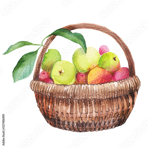 Watercolor hand drawn basket with apples, lefs and other fruits isolated  photo