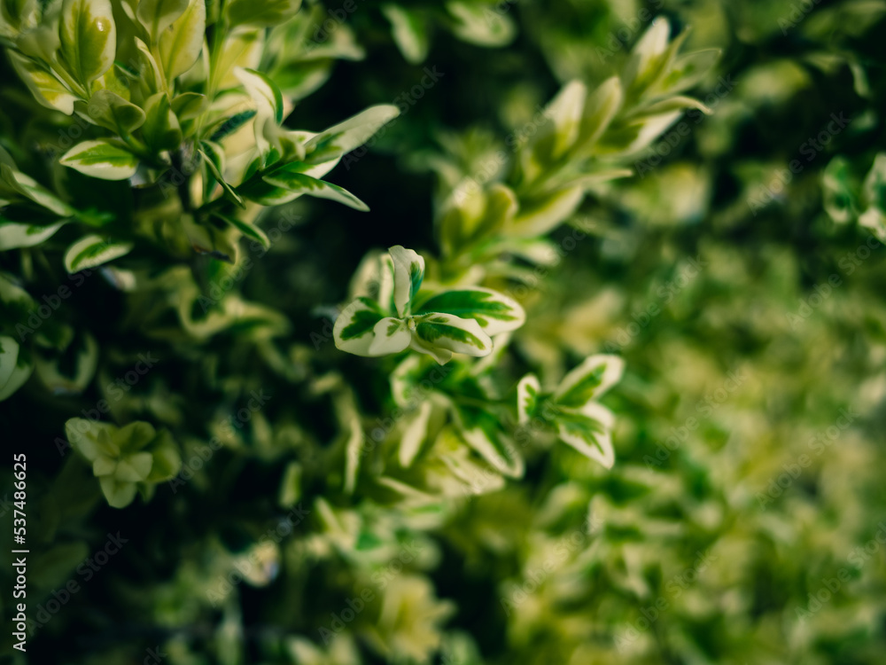 Fototapeta premium Fresh spring foliage