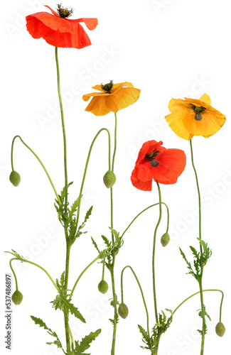 Red and yellow poppies flowers isolated