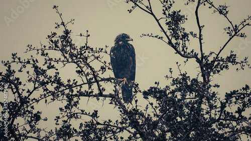 abstract picture of a golden eagle sitting in the tree