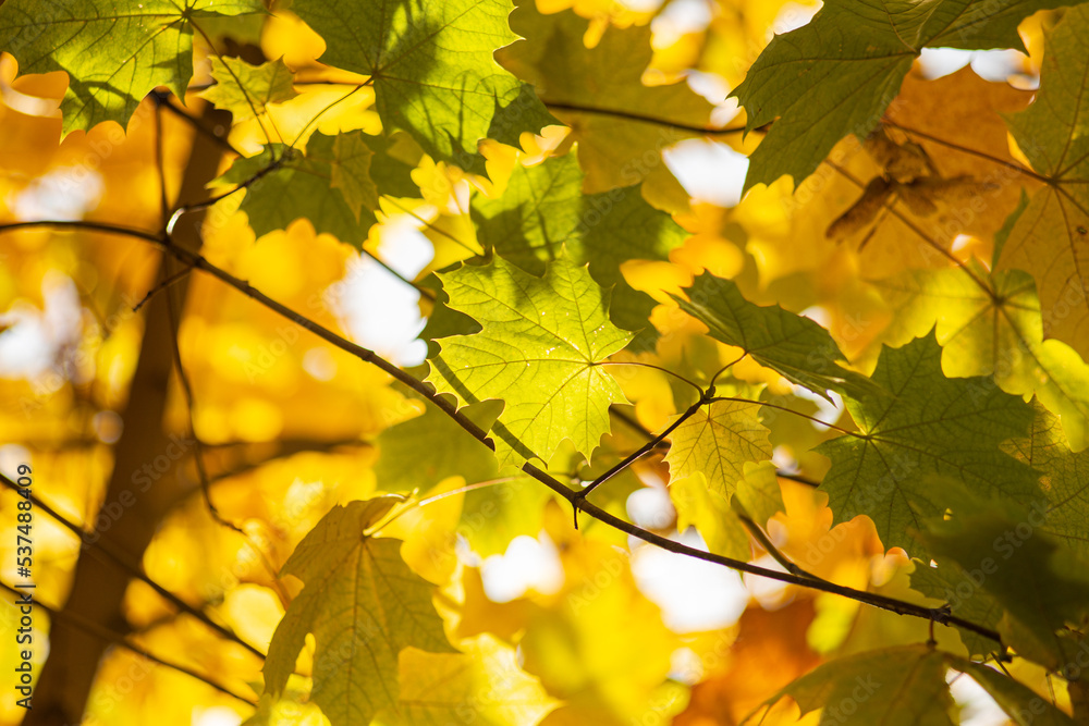 Obraz premium Golden Maple Crown