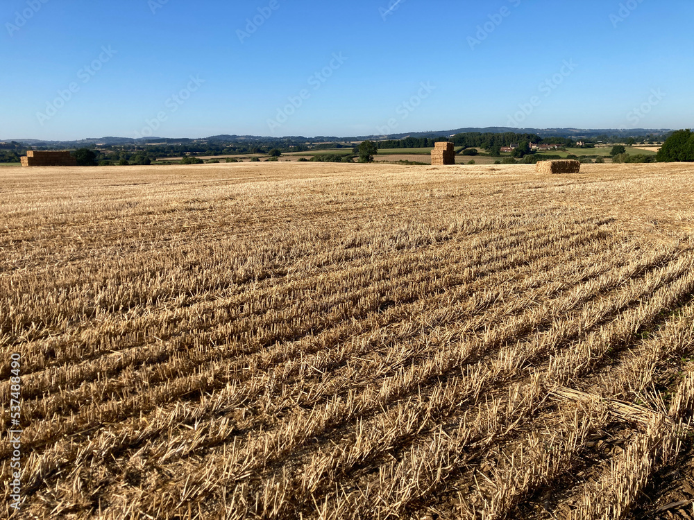 Rural landscape, golden stubble field after harvest, UK Rural landscape, golden stubble field after harvest, UK