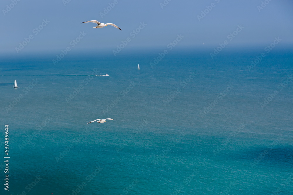 Seagulls and Sailboats at Beachy Head on a sunny summer afternoon Seagulls and Sailboats at Beachy Head on a sunny summer afternoon