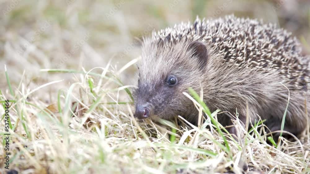 A Hedgehog on a meadow A Hedgehog on a meadow
