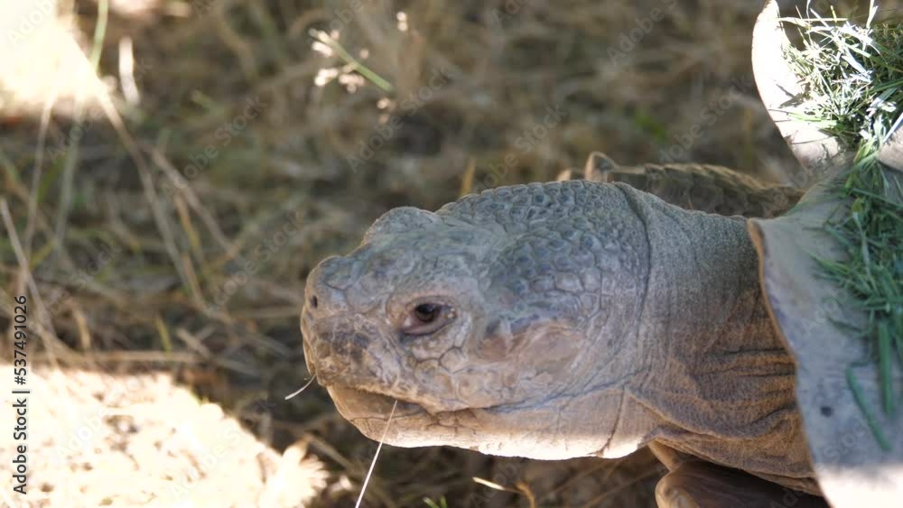 Macro of African spurred tortoise moving on the grass with 4k resolution