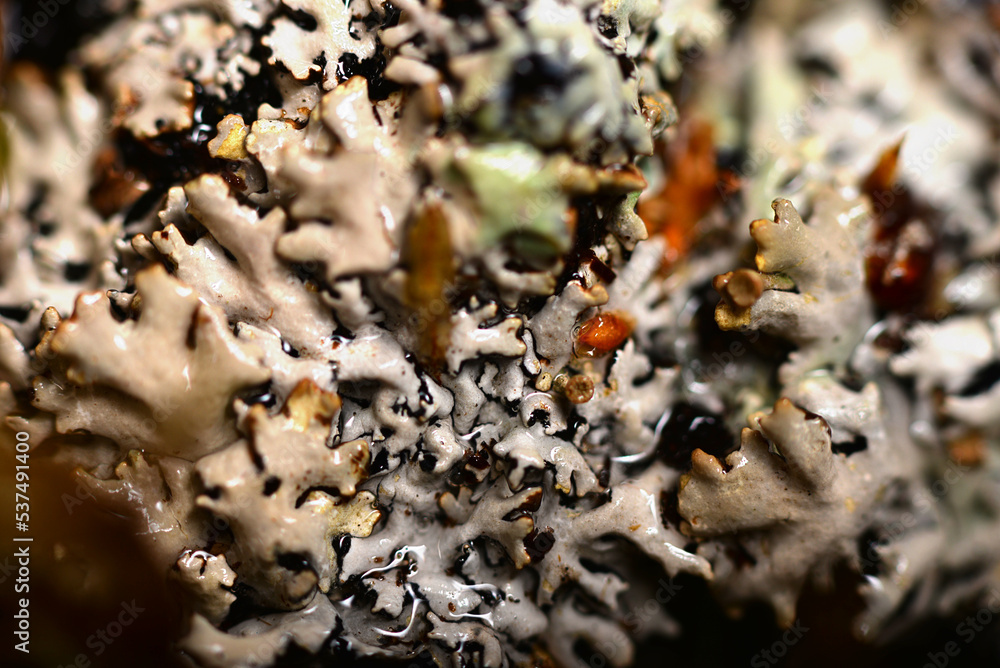 mosses and lichens on a macro scale mosses and lichens on a macro scale